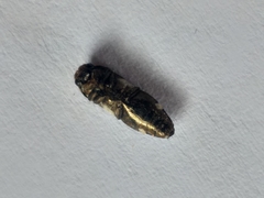 Coraebini