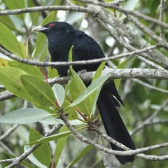 Eudynamys scolopaceus