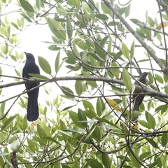 Eudynamys scolopaceus