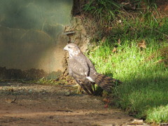 Accipiter tachiro tachiro