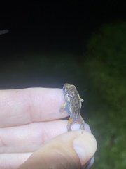 Uperoleia laevigata