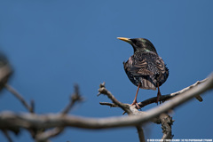 Sturnus vulgaris