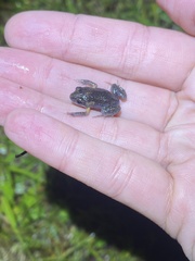 Uperoleia laevigata
