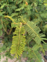 Vachellia aroma