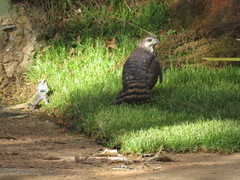 Accipiter tachiro tachiro