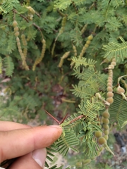 Vachellia aroma