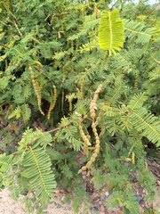 Vachellia aroma