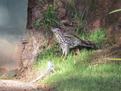 Accipiter tachiro tachiro