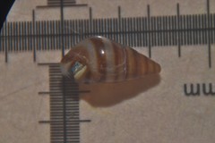 Cingula trifasciata