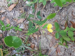 Chamaecrista flexuosa