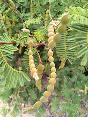 Vachellia aroma