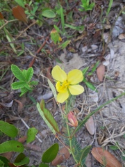 Chamaecrista flexuosa
