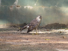 Accipiter tachiro tachiro