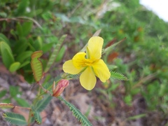 Chamaecrista flexuosa