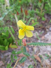 Chamaecrista flexuosa