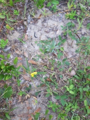 Chamaecrista flexuosa
