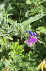 Echium plantagineum