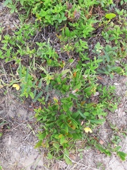 Chamaecrista flexuosa