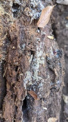 Botryobasidium