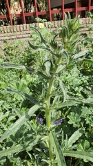 Echium plantagineum
