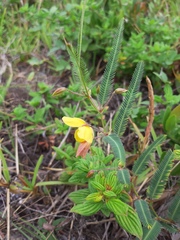 Chamaecrista flexuosa