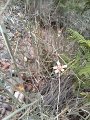 Hyalis argentea