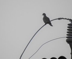 Streptopelia decaocto