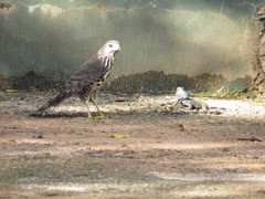 Accipiter tachiro tachiro