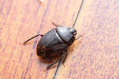 Macroscytus fraterculus