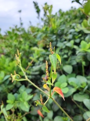 Microstachys corniculata