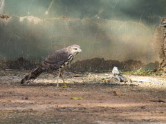 Accipiter tachiro tachiro