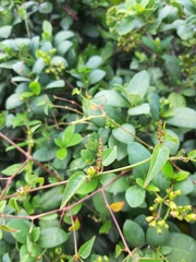 Microstachys corniculata