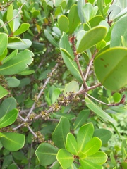 Myrsine parvifolia