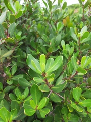 Myrsine parvifolia