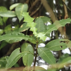Acanthus ilicifolius