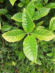 Psychotria carthagenensis