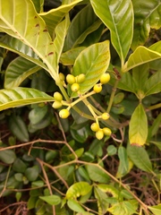 Psychotria carthagenensis
