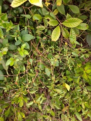 Microstachys corniculata