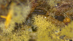 Botryobasidium