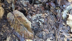Botryobasidium
