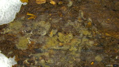 Botryobasidium