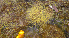 Botryobasidium