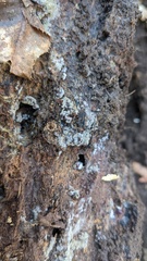 Botryobasidium