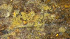 Botryobasidium