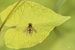 Anasimyia anausis