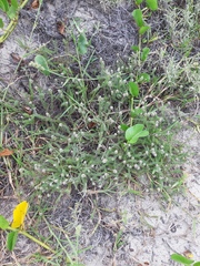Polygala cyparissias