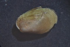 Musculus costulatus