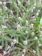 Polygala cyparissias
