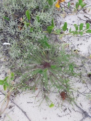 Polygala cyparissias