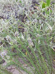 Polygala cyparissias